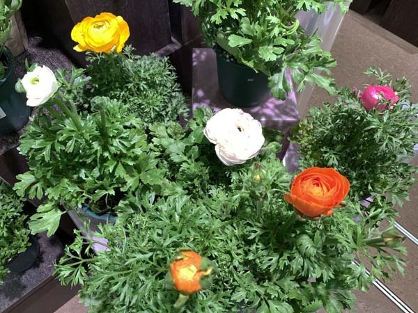 flowers-yuppie_5741c.jpg