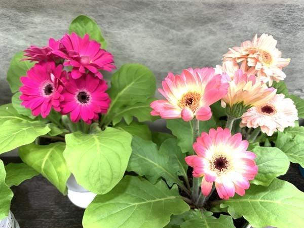 flowers-yuppie_5745a.jpg