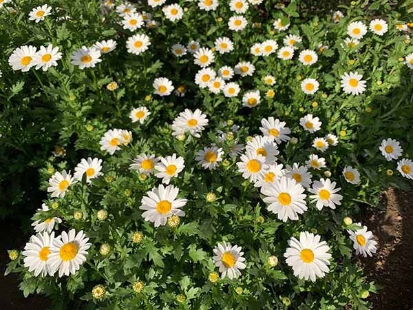 flowers-yuppie_6883a.jpg