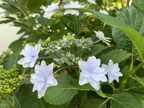 flowers-yuppie_7284a.jpg