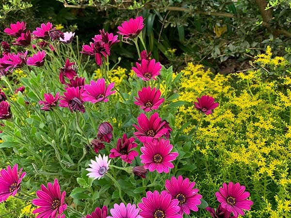 flowers-yuppie_8325a.jpg