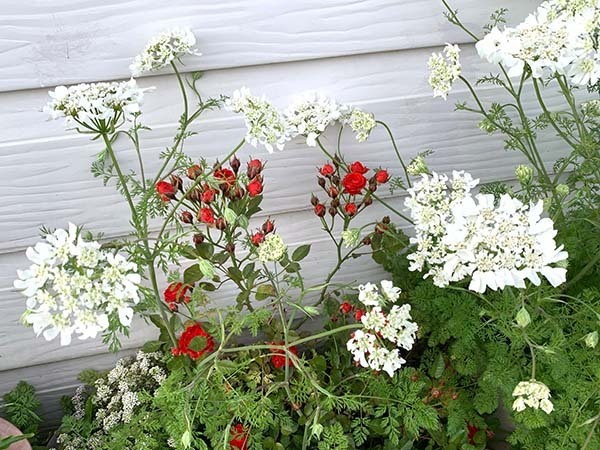 flowers-yuppie_8345c.jpg