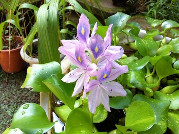 flowers-yuppie_8366a.jpg