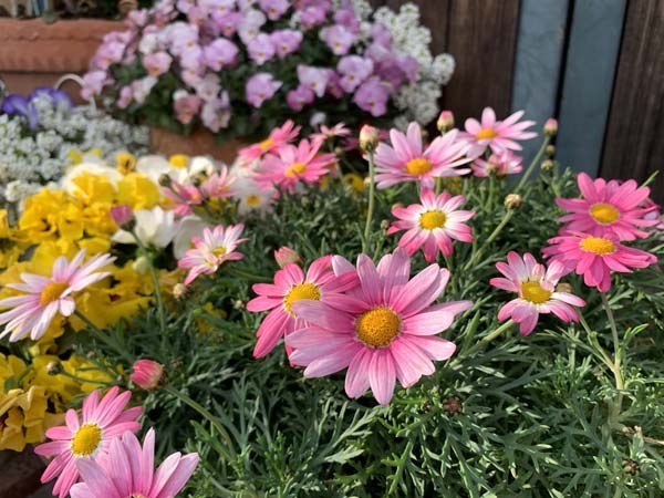 flowers-yuppie_9658a.jpg