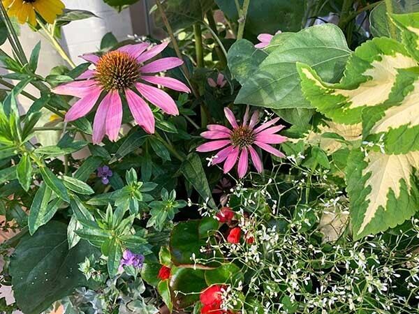flowers-yuppie_9783a.jpg