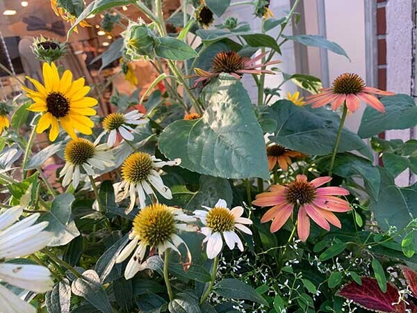 flowers-yuppie_9789a.jpg