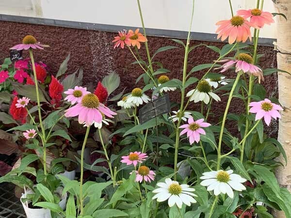 flowers-yuppie_9801a.jpg
