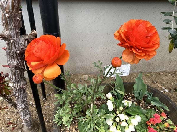 flowers-yuppie_9944a.jpg