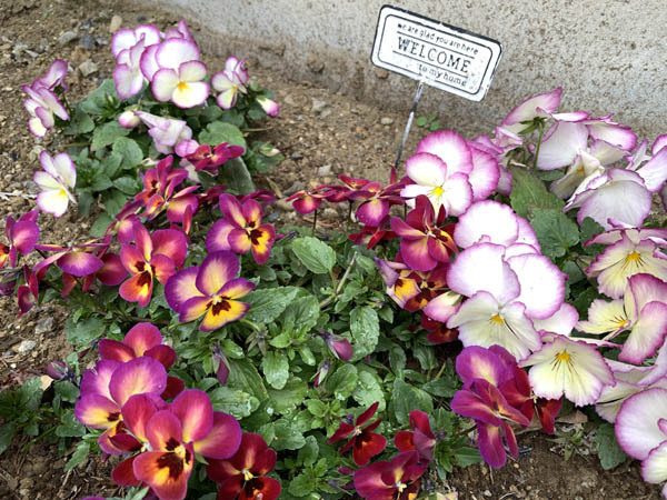 flowers-yuppie_9946a.jpg