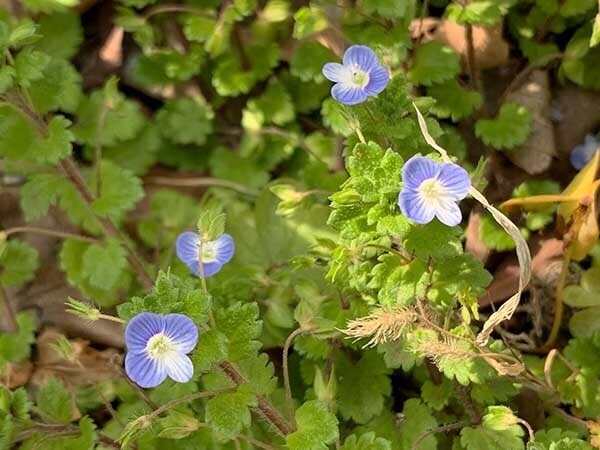 flowers_0137a.jpg