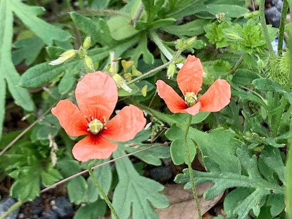 flowers_1775a.jpg
