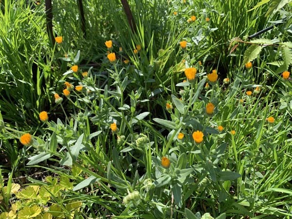 flowers_2447a.jpg