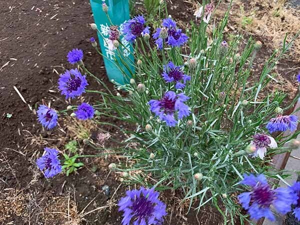 flowers_3389a.jpg