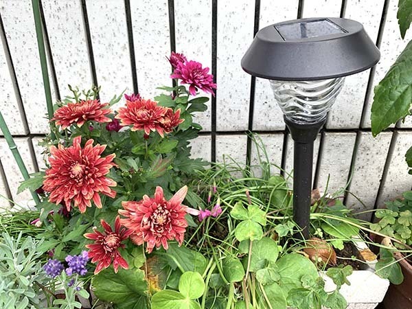 flowers_4383a.jpg