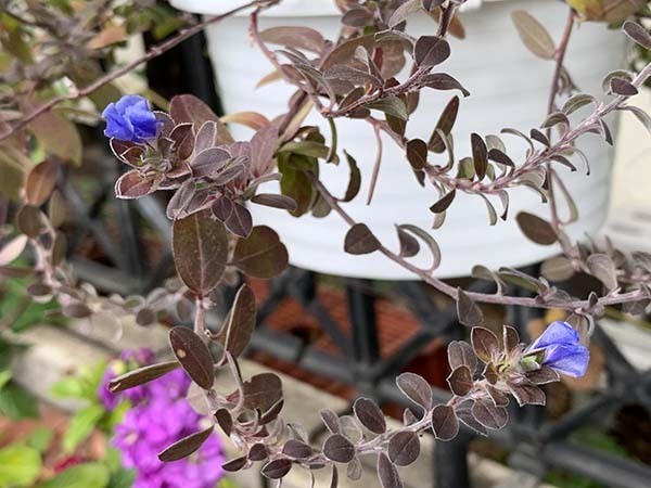 flowers_4402a.jpg