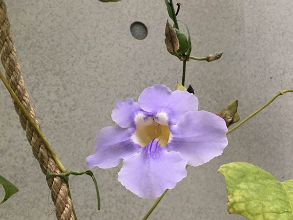 flowers_4793a.jpg