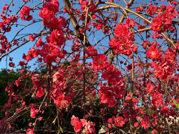 flowers_9999b.jpg