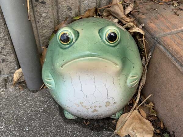 frog-yuppie_2362a.jpg