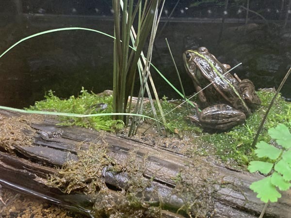 frog-yuppie_2769a.jpg