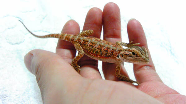 hinata-2010.09.30-yuppie_351a.jpg