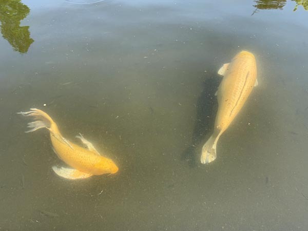 koi-yuppie_2658a.jpg