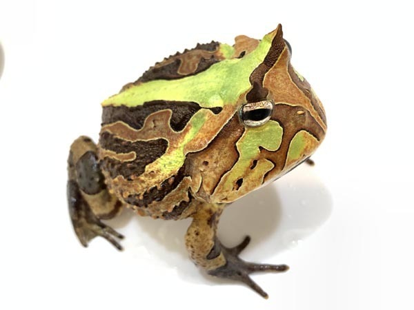 leaf-yuppie_7761a.jpg