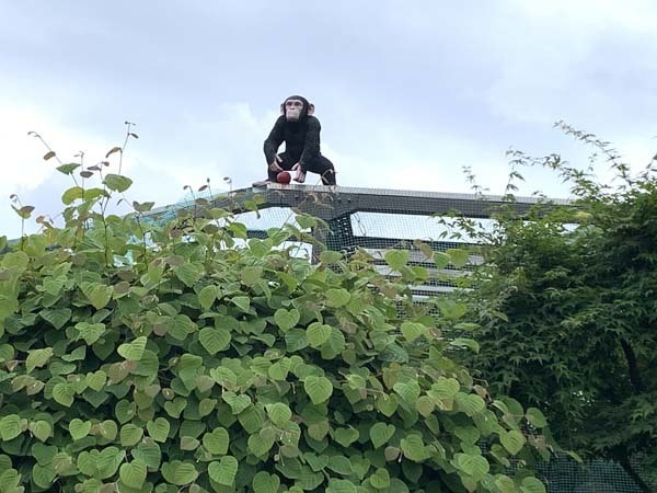 monkey-yuppie_3288a.jpg