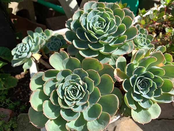 plants-yuppie_0516a.jpg