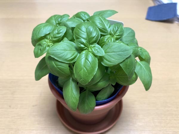 plants-yuppie_0733a.jpg