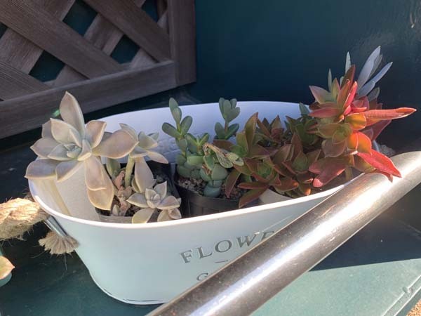 plants-yuppie_0736a.jpg