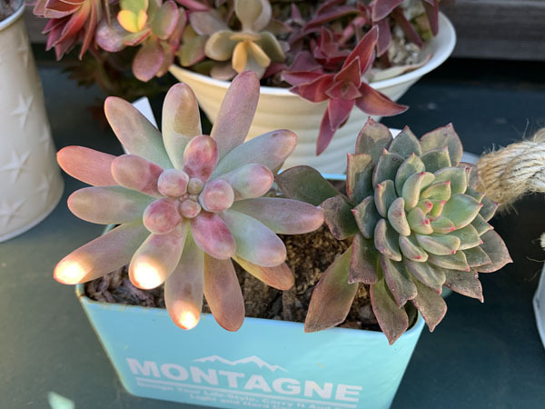 plants-yuppie_1404a.jpg
