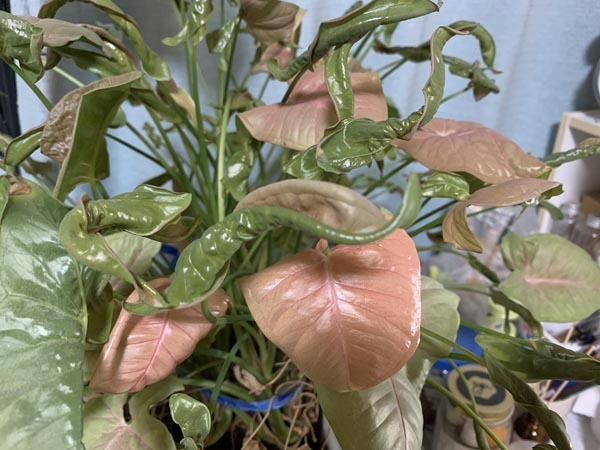 plants-yuppie_1613a.jpg
