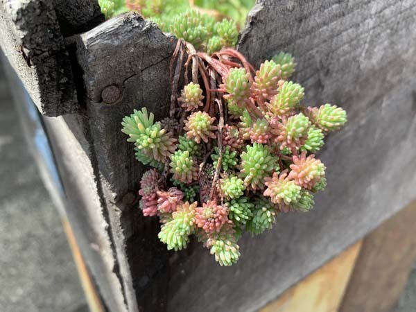 plants-yuppie_2355a.jpg
