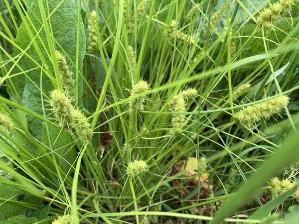 plants-yuppie_3073a.jpg