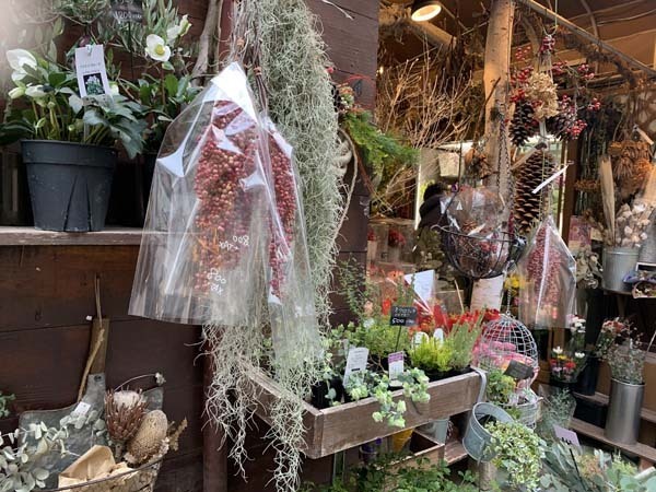 plants-yuppie_5502a.jpg