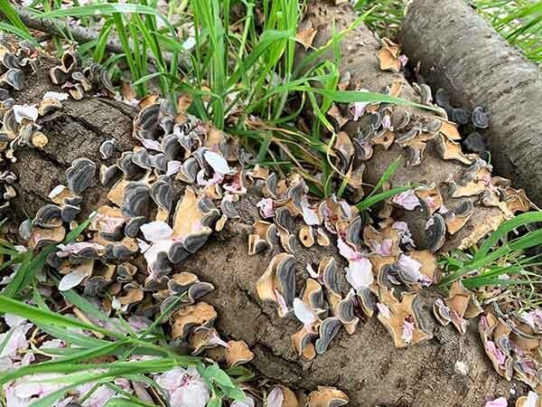 plants-yuppie_7301a.jpg