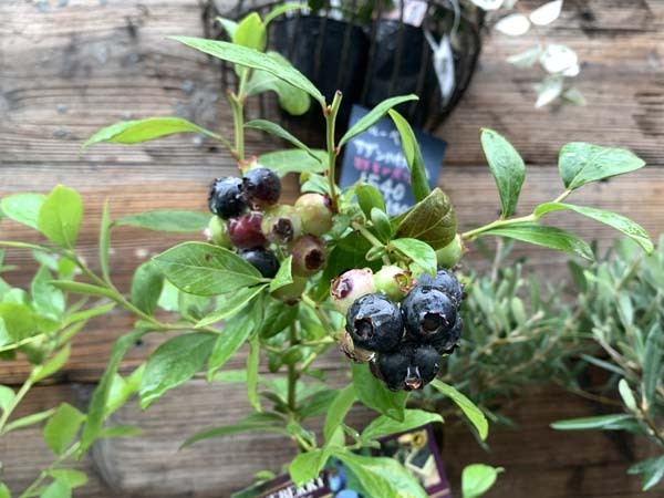 plants-yuppie_7539a.jpg