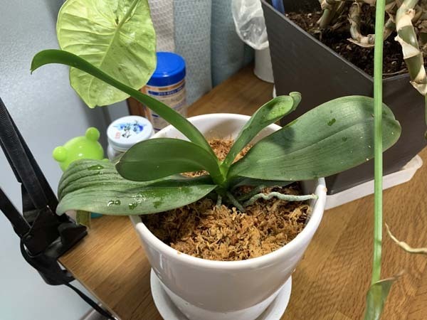plants-yuppie_8488a.jpg