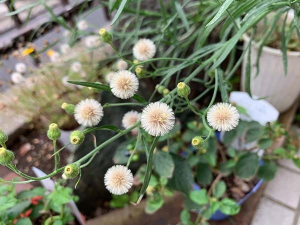 plants-yuppie_9283a.jpg