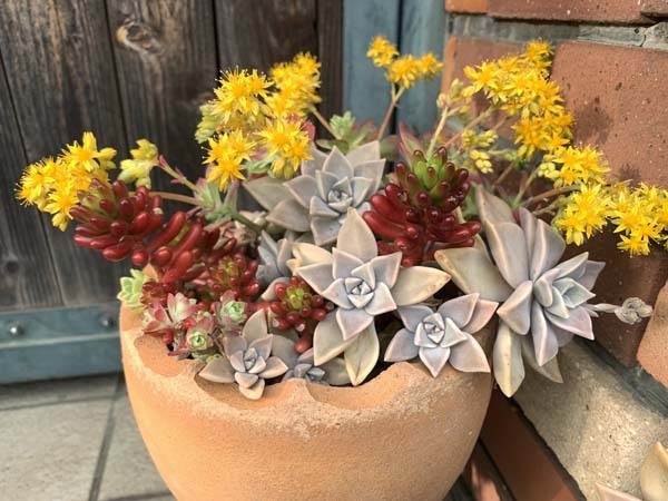plants-yuppie_9648a.jpg