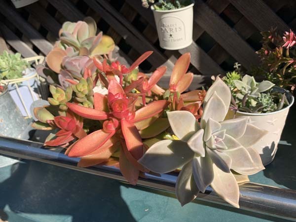 plants_0737a.jpg