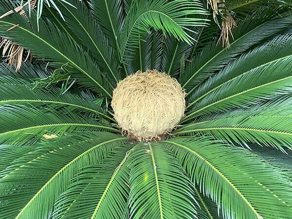 plants_1435a.jpg