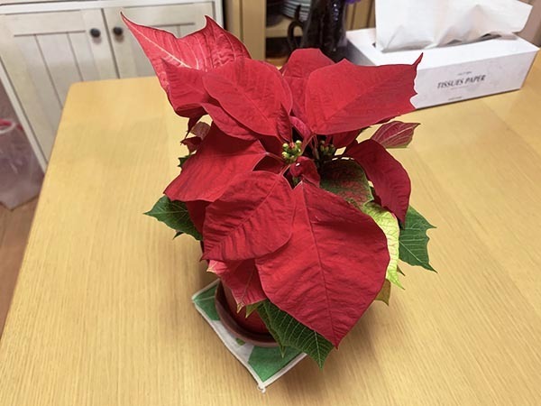 plants_4704b.jpg