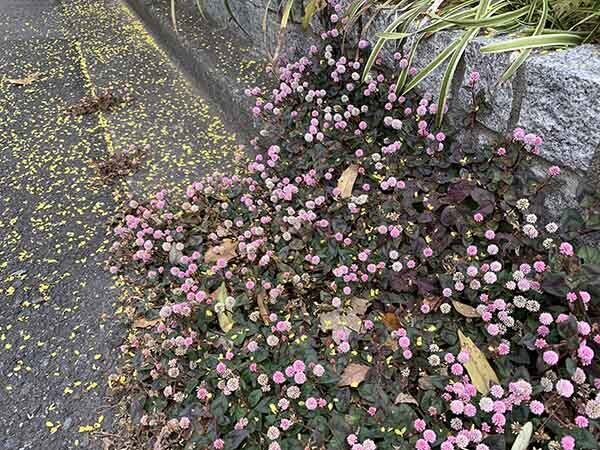 plants_5603a.jpg