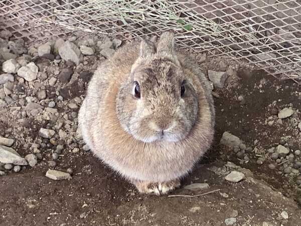 rabbit-yuppie_7059a.jpg
