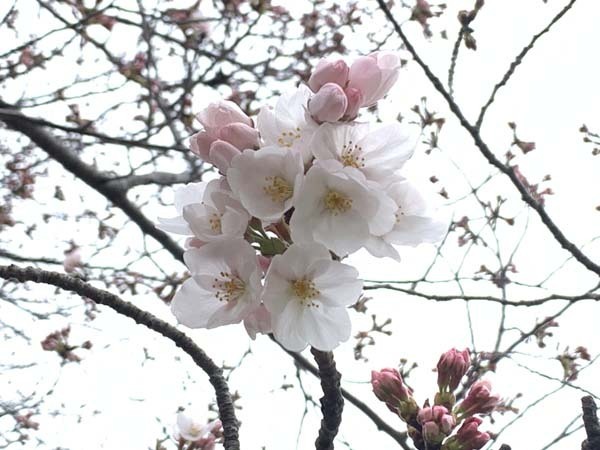 sakura-yuppie_2111a.jpg