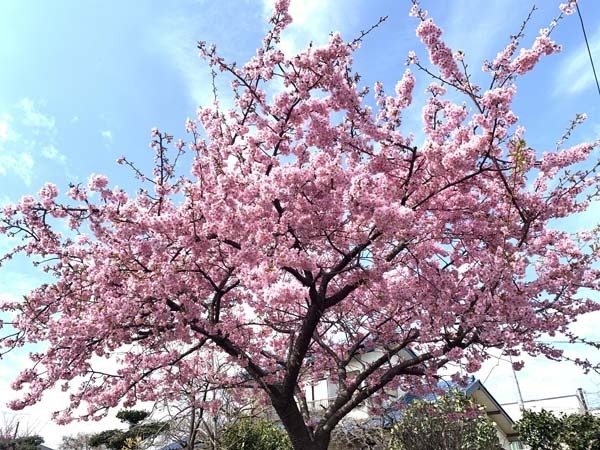 sakura2023-yuppie_6328a.jpg