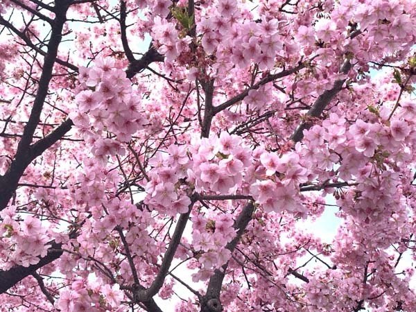 sakura2023-yuppie_6329a.jpg