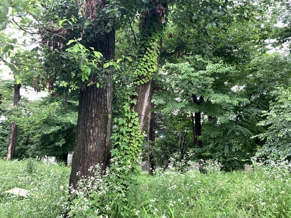 tree-yuppie_3366a.jpg