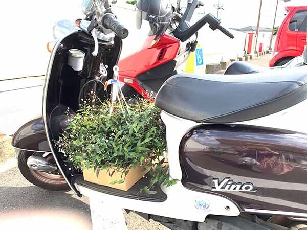 vino&flowers-yuppie_8476a.jpg